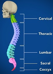 Elbow Anatomy