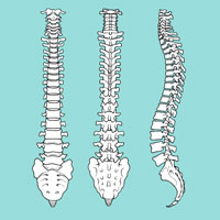 Lumbar Spondylolysis and Spondylitic Spondylolisthesis